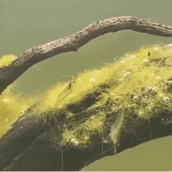 Powerful Aquarium Water Purification Tablet