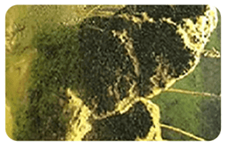 Powerful Aquarium Water Purification Tablet