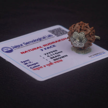 7 Mukhi Rudraksha